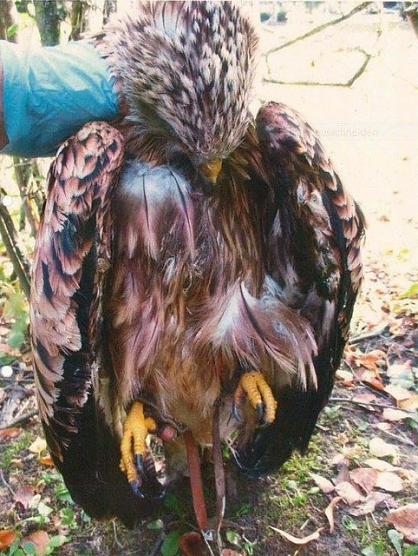 Verendeter Rotmilan (Foto: Landespolizeiinspektion Nordhausen)