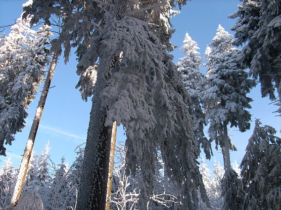 Schneelast auf den B&auml;umen (Foto: Mathias_St&uuml;rtz/Th&uuml;ringenForst)