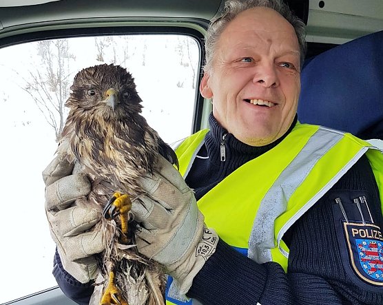 Noch etwas derangiert, aber gerettet: Autobahnpolizei hilft einen Greifvogel (Foto: API)