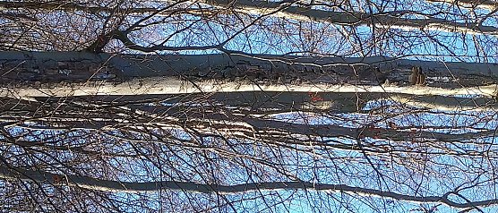 Holzzerst&ouml;rende Pilze verringern die Stabilit&auml;t der B&auml;ume. Im Stra&szlig;enbereich bleibt dann nur noch die F&auml;llung. (Foto: &copy; Stadtverwaltung M&uuml;hlhausen/Ronny Dietzel)
