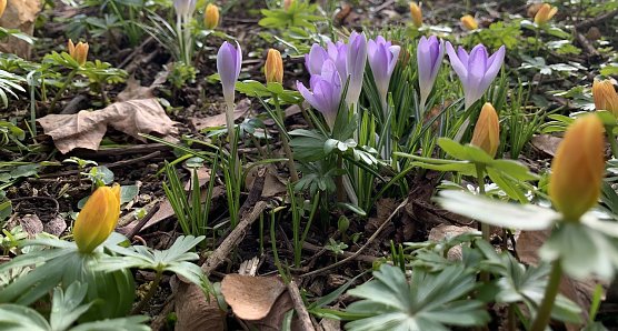 Fr&uuml;hlingsboten im park (Foto: oas)
