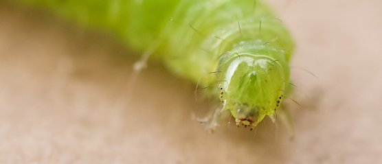 Wunderwerk der Natur (Foto: emw)