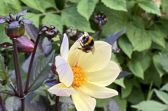 Blume mit Hummel (Foto: oas)