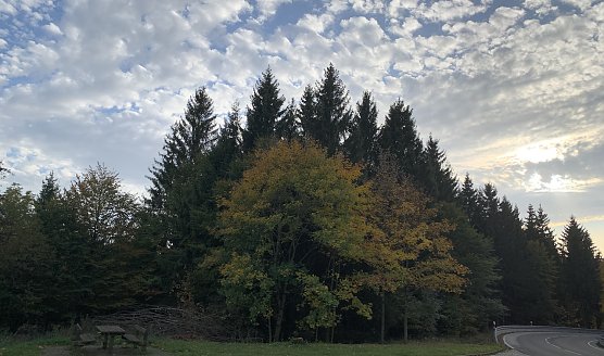 Im Ostharz (Foto: oas) Im Ostharz (Foto: oas)