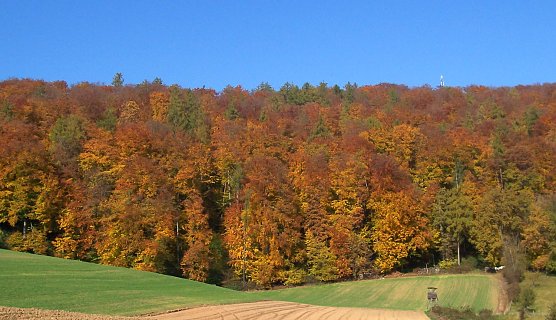 Herbstf&auml;rbung (Foto: oas)