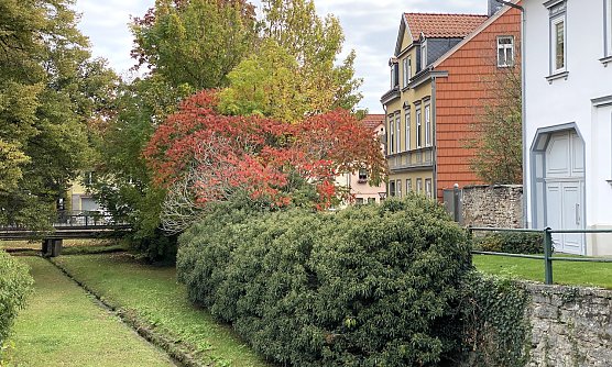 Blattfärbung in Bad Langensalza (Foto: oas) Blattfärbung in Bad Langensalza (Foto: oas)