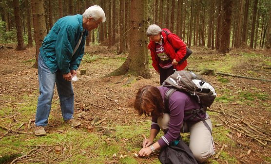 Pilze sammeln schadet weder dem Pilzbestand, noch dem Wald (Foto: Th&uuml;ringenForst)