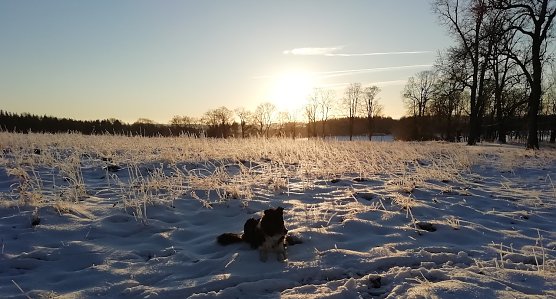 Schneelandschaft bei Sophienhof im Harz (Foto: W.J&ouml;rgens)