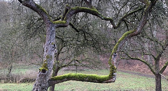 Obstwiese im Winter (Foto: oas) Obstwiese im Winter (Foto: oas)