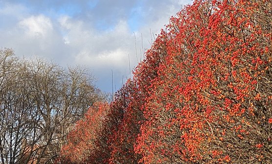 In der Kurpromenade Bad Langensalza (Foto: oas)