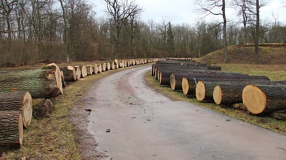 Das Eichenangebot ist bei der Th&uuml;ringer Submission 2022 wie schon in den vergangenen Jahren sehr gro&szlig; � die Nachfrage auch (Foto: Horst Spro&szlig;mann)