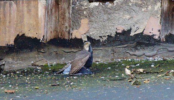 Habicht erlegt eine Taube in seinem Jagdrevier (Foto: Eva Maria Wiegand)