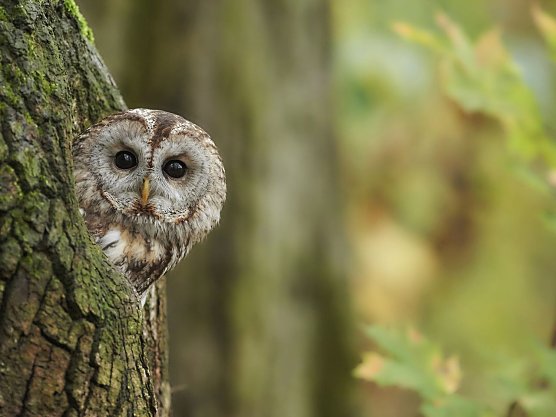 Waldkautz (Foto: Peter K&uuml;hn)
