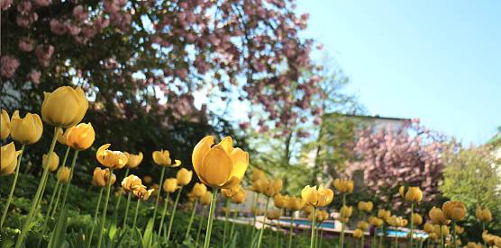 Der Fr&uuml;hling naht! Aber wann genau beginnt er eigentlich? (Foto: agl)