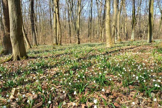 Der M&auml;rzenbecher geh&ouml;rt zu den typischen (Vor)Fr&uuml;hlingsboten dann noch weitgehend winterkahler Lau (Foto: Andreas Knoll)