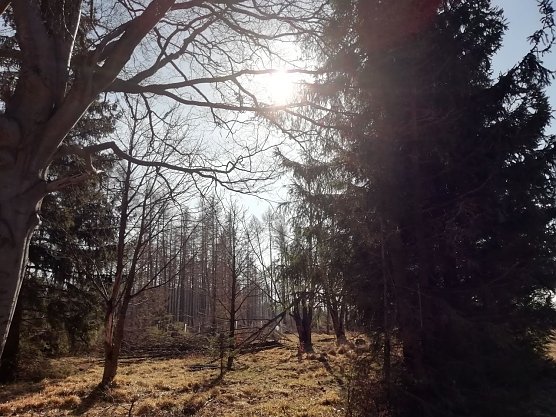 Auch in Sophienhof beglückte heute die Frühlingssonne das Gemüt (Foto: W. Jörgens) Auch in Sophienhof beglückte heute die Frühlingssonne das Gemüt (Foto: W. Jörgens)