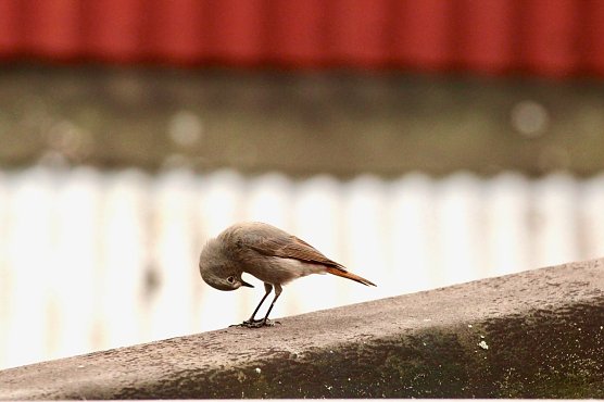 Hausrotschwanzweibchen (Foto: Eva Maria Wiegand) Hausrotschwanzweibchen (Foto: Eva Maria Wiegand)