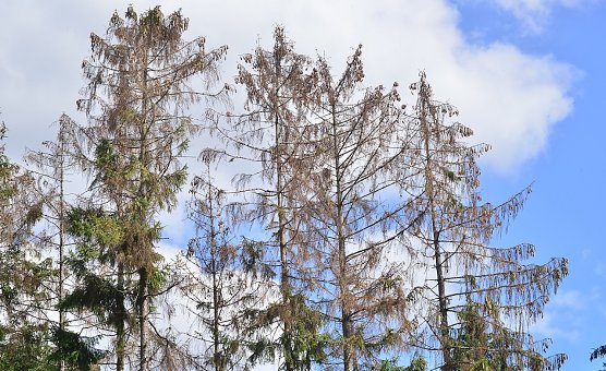 F&uuml;r Waldbesitzer und Forstleute in den letzten Jahren ein h&auml;ufiger Anblick: Vom Borkenk&auml;fer zerst&ouml;rte Fichten. 2022 scheint die Trendwende zu bringen   (Foto: Andreas Knoll)