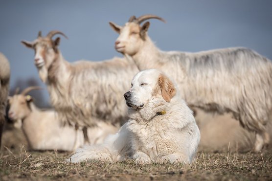 Herdenschutzhunde k&ouml;nnen helfen (Foto: Sebastian Hennigs)