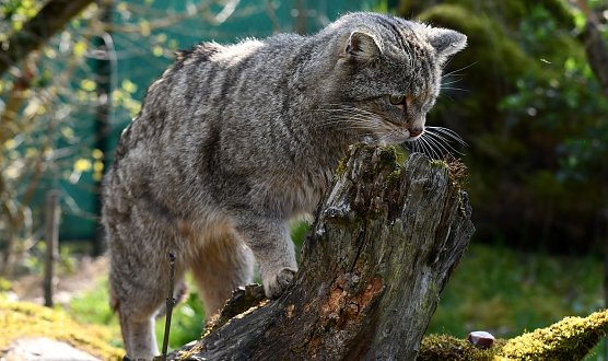 Wildkater Toco im Wildkatzendorf H&uuml;tscheroda (Foto: B&auml;rbel Bawey)