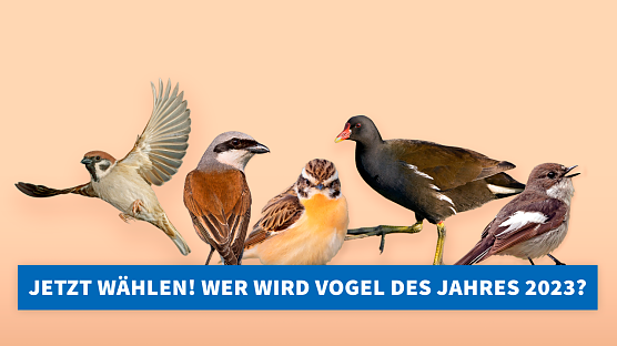 Im September wird wieder der Vogel des Jahres gesucht (Foto: NABU Th&uuml;ringen)