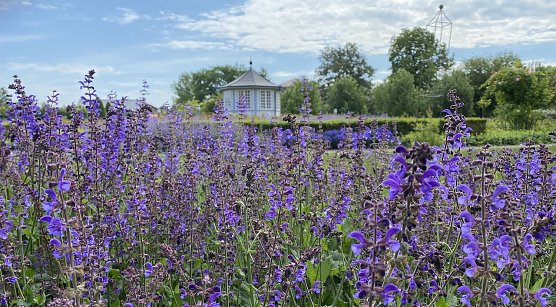 Sonderaktion der Langensalzaer Gärten am Sonntag (Foto: oas) Sonderaktion der Langensalzaer Gärten am Sonntag (Foto: oas)