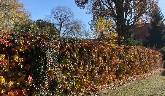 Beginn der bunten Jahreszeit (Foto: oas) Beginn der bunten Jahreszeit (Foto: oas)