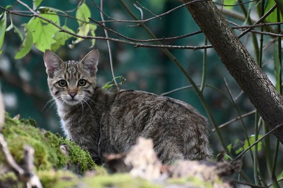 Der junge Wildkater Franz II. (Foto: Bärbel Bawey) Der junge Wildkater Franz II. (Foto: Bärbel Bawey)