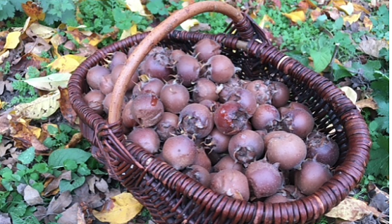 Mispel, Quitte und Co. im BUND-Garten (Foto: BUND Bad Langensalza)