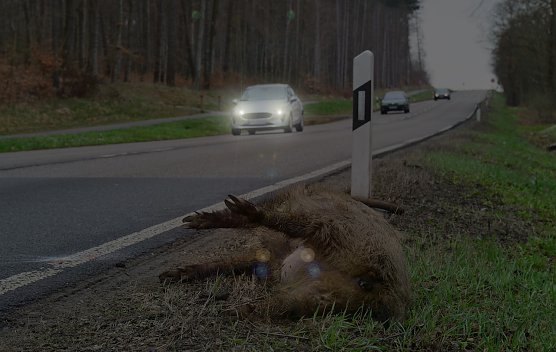 In der dunklen Jahreszeit m&uuml;ssen Autofahrer beim Durchfahren von Wald- und Feldgebieten stets erh&ouml;hte Aufmerksamkeit zeigen: Pl&ouml;tzliche Wildwechsel sind m&ouml;glich! (Foto: Andreas Knoll)