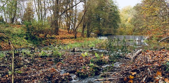 Die Zorge im Nordh&auml;user Stadtpark am 09. November (Foto: agl)