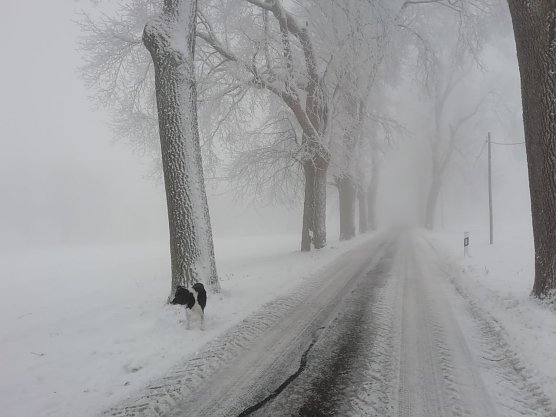 Wei&szlig; und grau zeigt sich der Harz bei Sophienhof (Foto: W. J&ouml;rgens)