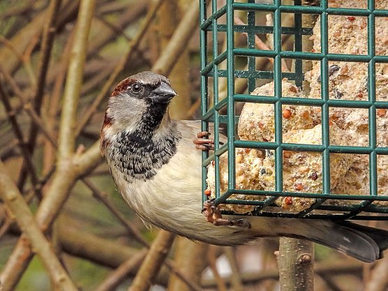 Der Haussperling zeigt sich auch im Winter (Foto: KAthy Büscher NABU Rinteln) Der Haussperling zeigt sich auch im Winter (Foto: KAthy Büscher NABU Rinteln)