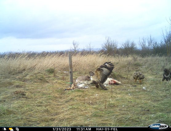 Das neue Forschungsprojekt betrachtet die "Kadaverökologie" im Wald (Foto: Nationalpark Hainich) Das neue Forschungsprojekt betrachtet die "Kadaverökologie" im Wald (Foto: Nationalpark Hainich)