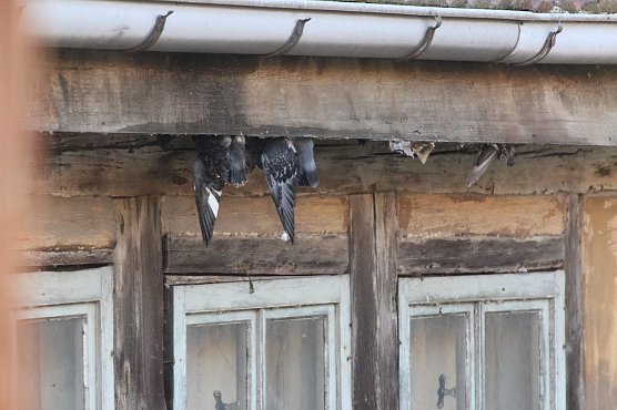 Ein trauriges Ende so mancher Taube  (Foto: emw)