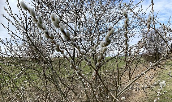 Der diesj&auml;hrige M&auml;rz war so nass wie schon seit zwanzig Jahren nicht mehr (Foto: oas)