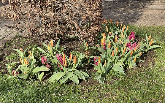 Nachtfrost bedroht weiter die aufbl&uuml;henden Pflanzen (Foto: oas)