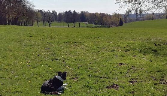Bei diesem Wetter heute kann man getrost den Hund vor die T&uuml;r jagen (Foto: W.J&ouml;rgens)