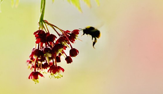 Frühlingsboten (Foto: Eva Maria Wiegand) Frühlingsboten (Foto: Eva Maria Wiegand)