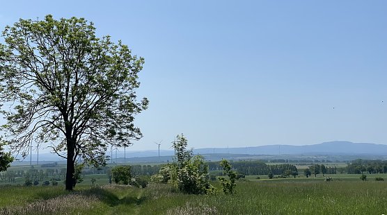 Blick vom Hainich auf den Th&uuml;ringer wald (Foto: oas)