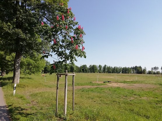 Sommerlich mild zeigt sich das Wetter heute auch in Sophienhof im Harz (Foto: W. J&ouml;rgens)