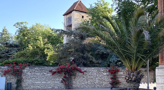 Stadtmauer am Schulplatz (Foto: oas)