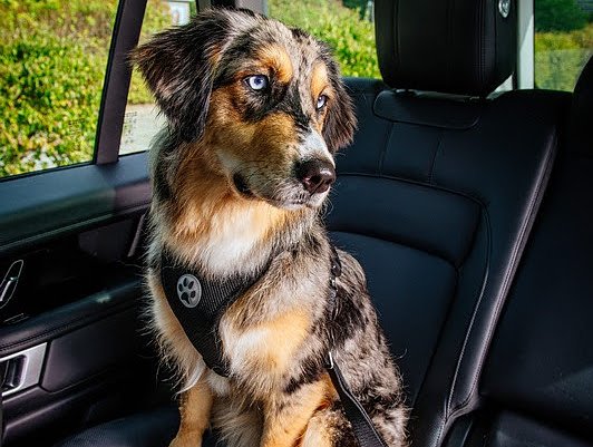 Urlaub mit Hund wird immer beliebter (Foto: ADAC)