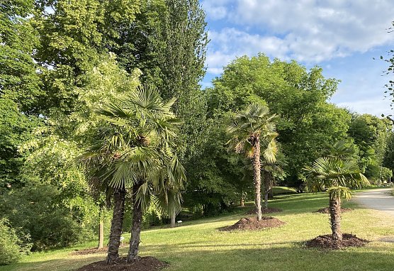 Exotik im Kurpark Bad Langensalza  (Foto: oas)