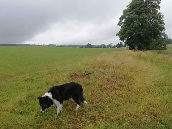 Grau und wolkenverhangen zeigte sich heute morgen der Harz bei Sophienhof (Foto: W. J&ouml;rgens)