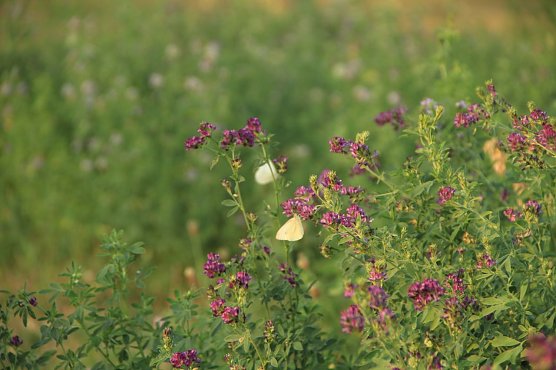 Wetterbild (Foto: agl) Wetterbild (Foto: agl)