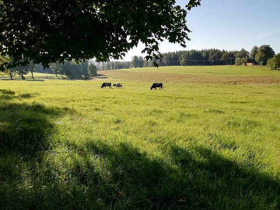 Ein wunderbaren Sommertag erwartet man heute auch in Sophienhof (Foto: W. J&ouml;rgens)