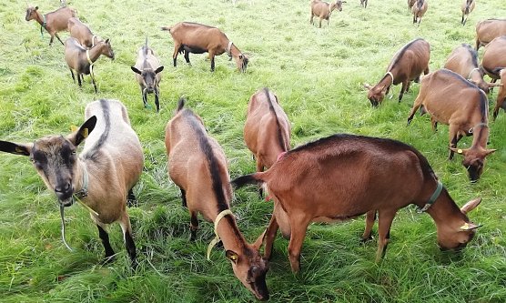 Sophienhof meldet heute 19 Grad, leichten Wind und zeitweise Sonne. Die Ziegen auf der Alm  lassen es sich schmecken  (Foto: W.J&ouml;rgens)
