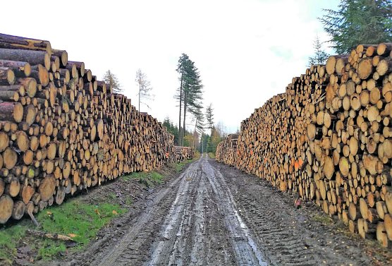 Holzpolter im Mittelgrund (Foto: Silvester Tam&aacute;s)