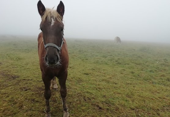Tr&uuml;be Aussichten heute im Harz bei morgendlichen 6 Grad (Foto: W.J&ouml;rgens)